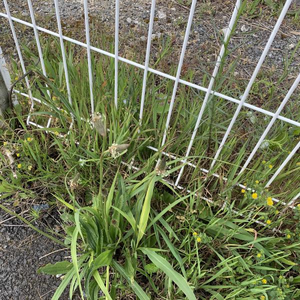 Plantago lanceolata L. [1753] [nn49948] par Liliane Roubaudi le 16/04/2026 - Saint-Nazaire