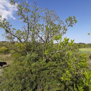 Ziziphus lotus (L.) Lam. [1789] [nn73244] par Guilhem34 le 26/04/2026 - Cournonsec