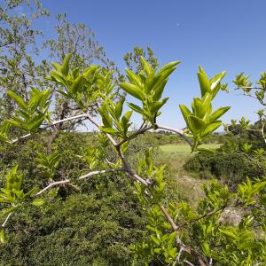 Ziziphus lotus (L.) Lam. [1789] [nn73244] par Guilhem34 le 26/04/2026 - Cournonsec