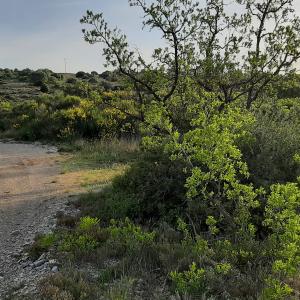 Ziziphus lotus (L.) Lam. [1789] [nn73244] par Guilhem34 le 26/04/2026 - Cournonsec