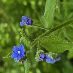 Pentaglottis sempervirens (L.) Tausch ex L.H.Bailey [1949] [nn48245] par Henri Scordia le 25/04/2026 - La Poterie-Cap-d'Antifer