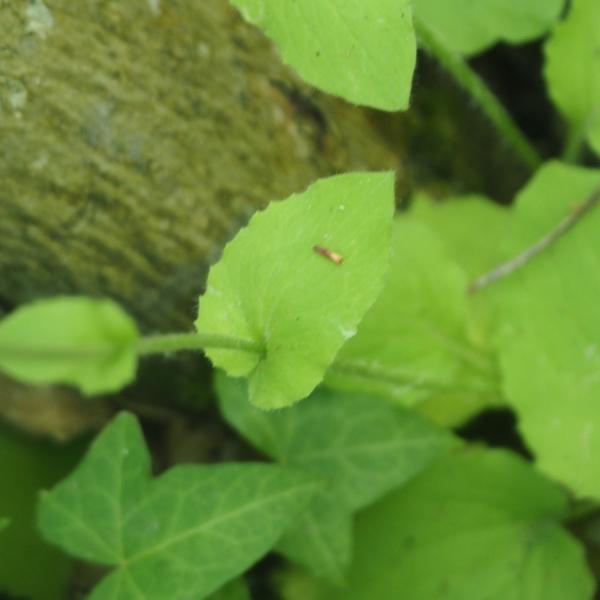 Doronicum pardalianches L. [1753] [nn22779] par Jacques Valiergue le 25/04/2026 - Serbannes
