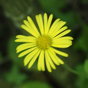 Doronicum pardalianches L. [1753] [nn22779] par Jacques Valiergue le 25/04/2026 - Serbannes