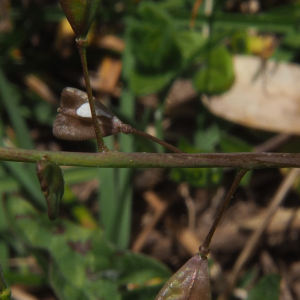 Capsella bursa-pastoris (L.) Medik. [1792]