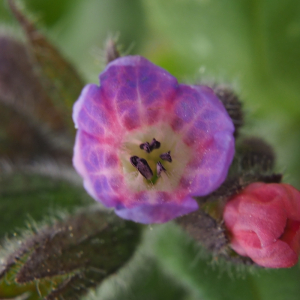 Pulmonaria officinalis L. [1753]