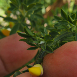 Cytisus scoparius (L.) Link [1822] [nn21055] par C4mille le 11/04/2026 - La Besseyre-Saint-Mary