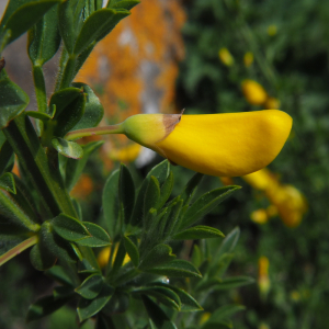 Cytisus scoparius (L.) Link [1822] [nn21055] par C4mille le 11/04/2026 - La Besseyre-Saint-Mary