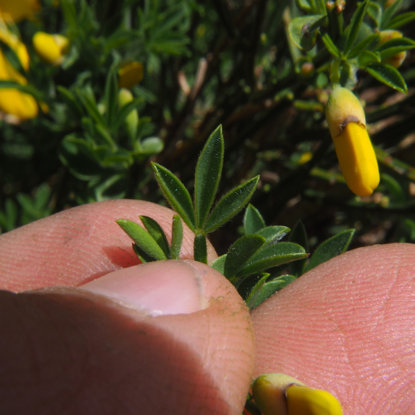 Cytisus scoparius (L.) Link [1822] [nn21055] par C4mille le 11/04/2026 - La Besseyre-Saint-Mary