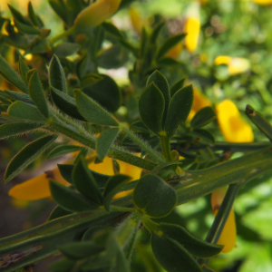 Cytisus scoparius (L.) Link [1822] [nn21055] par C4mille le 11/04/2026 - La Besseyre-Saint-Mary