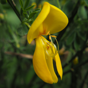 Cytisus scoparius (L.) Link [1822] [nn21055] par C4mille le 11/04/2026 - La Besseyre-Saint-Mary