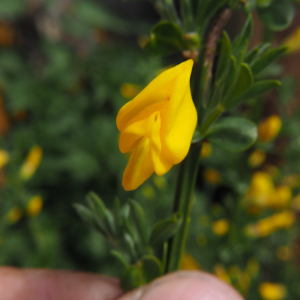 Cytisus scoparius (L.) Link [1822] [nn21055] par C4mille le 11/04/2026 - La Besseyre-Saint-Mary