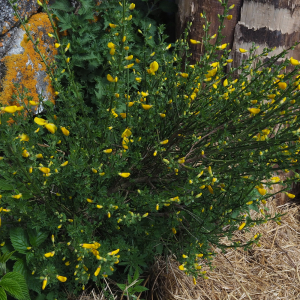 Cytisus scoparius (L.) Link [1822] [nn21055] par C4mille le 11/04/2026 - La Besseyre-Saint-Mary
