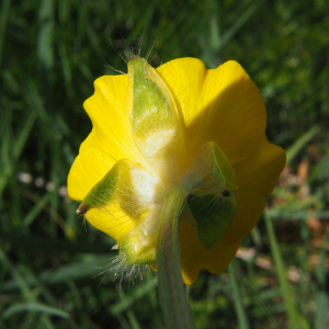 Ranunculus bulbosus L. [1753]