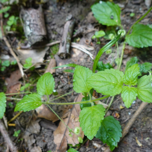 Veronica montana L. [1755] [nn71248] par sugar33 le 25/04/2026 - Verdelais