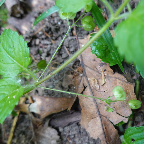 Veronica montana L. [1755] [nn71248] par sugar33 le 25/04/2026 - Verdelais