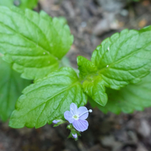 Veronica montana L. [1755] [nn71248] par sugar33 le 25/04/2026 - Verdelais