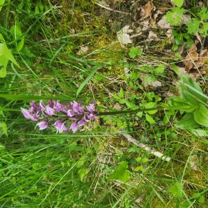 Orchis simia