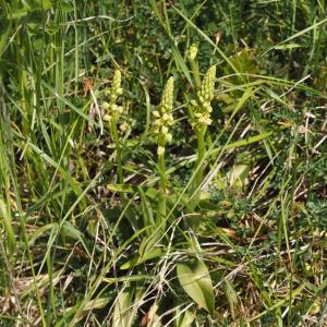 Orchis anthropophora (L.) All. [1785] [nn45741] par Jacques Valiergue le 29/04/2026 - Saint-Germain-des-Fossés