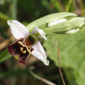 Ophrys fuciflora (F.W.Schmidt) Moench [1802] [nn45223] par Jacques Valiergue le 29/04/2026 - Saint-Germain-des-Fossés