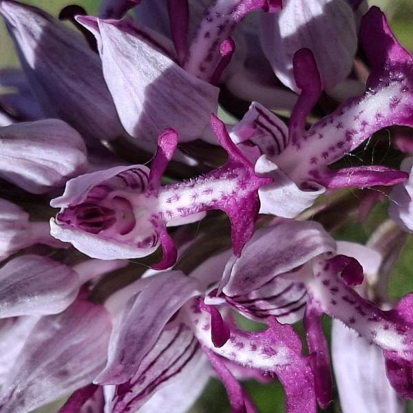 Orchis militaris L. [1753] [nn46058] par Bernard Legendre le 26/04/2026 - Blyes