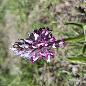 Orchis militaris L. [1753] [nn46058] par Bernard Legendre le 26/04/2026 - Blyes