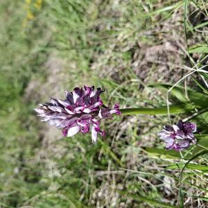 Orchis militaris L. [1753] [nn46058] par Bernard Legendre le 26/04/2026 - Blyes