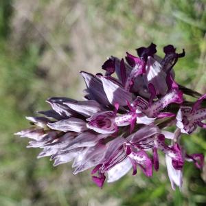 Orchis militaris L. [1753] [nn46058] par Bernard Legendre le 26/04/2026 - Blyes