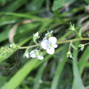 Veronica serpyllifolia L. [1753] [nn71348] par Bernard Legendre le 26/04/2026 - Blyes