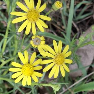 Senecio inaequidens DC. [1838] [nn62909] par Bernard Legendre le 22/04/2026 - Meximieux
