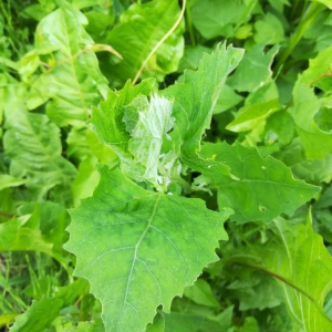 Chenopodium album
