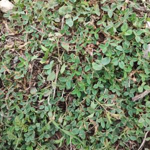 Trifolium fragiferum L. [1753]