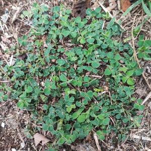 Trifolium subterraneum L. [1753]