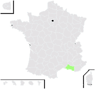 Gagea mauritanica Durieu ex Coss. - carte de répartition