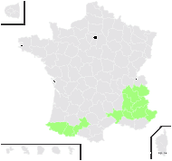 Helictotrichon sedenense (Clarion ex DC.) Holub subsp. sedenense - carte de répartition