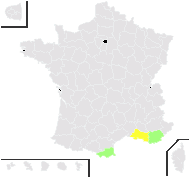 Santolina squarrosa Willd. - carte de répartition