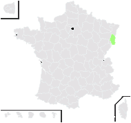 Hieracium rhaeticum Fr. - carte de répartition