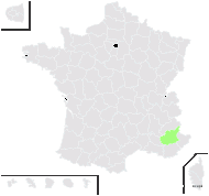 Hieracium oligocephalum Arv.-Touv. - carte de répartition