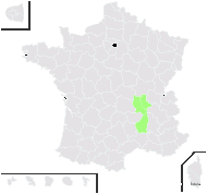 Hieracium pallidulum Jord. ex Boreau - carte de répartition