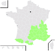 Senecio montanus Lam. - carte de répartition