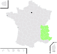 Hieracium cydoniifolium Vill. - carte de répartition