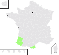 Solidago macrorhiza Lange - carte de répartition