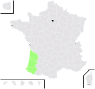 Soliva sessilis Ruíz & Pav. - carte de répartition