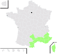 Sonchus tenerrimus L. - carte de répartition