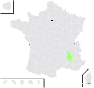 Malva ×zoernigii B.Fleisch. - carte de répartition