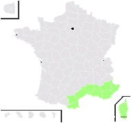 Carduus leucographus L. - carte de répartition