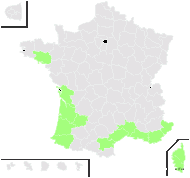 Boussingaultia gracilis Miers - carte de répartition