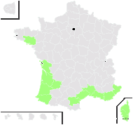 Boussingaultia cordifolia Ten. - carte de répartition