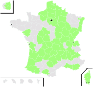 Populus thevestina Dode - carte de répartition