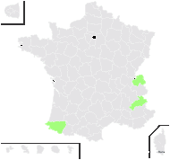 Ranunculus multiformis Bubani - carte de répartition