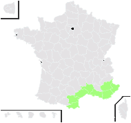 Echium parviflorum Moench - carte de répartition